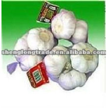 SPANIEN-BRAID Fresh GARLIC